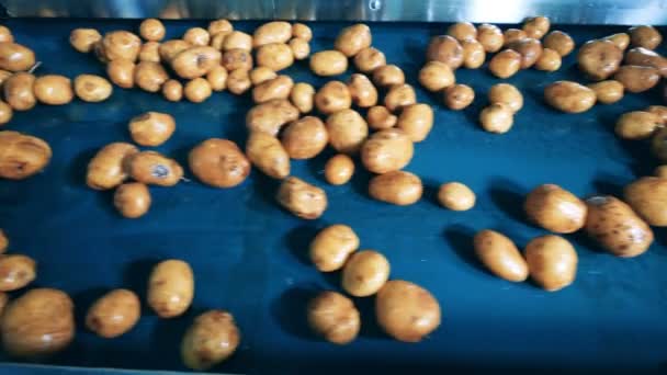 Topp bild av våt potatis knölar som rör sig längs transportbandet — Stockvideo