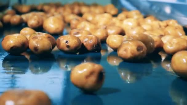 Gewassen aardappelknollen bewegen langs de gordel — Stockvideo