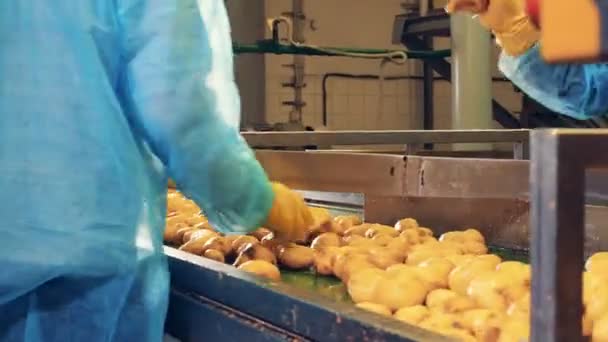 Aardappelen worden gesorteerd en in helften gesneden door de werknemers — Stockvideo