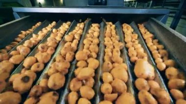 Fabrika taşıyıcı patates yumruları yerini değiştiriyor