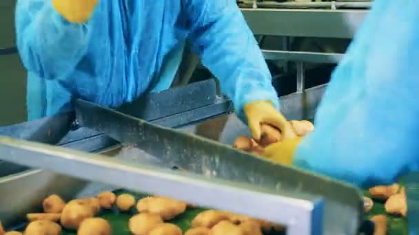 Raw potatoes are getting cut by factory employees — Stock Video