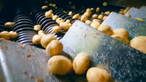 Patatas crudas se mueven a lo largo del conducto del transportador — Vídeo de stock