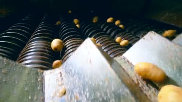 Kartoffelknollen wandern in die Schneidemaschine — Stockvideo