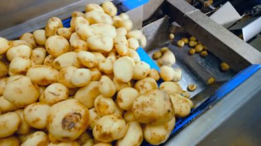 Patates yumruları ışınlayıcının üzerine bırakılıyor.