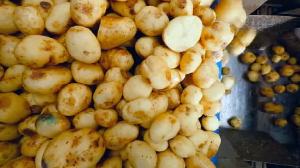 Reubicación de patatas limpias entre dos transportadores — Vídeos de Stock