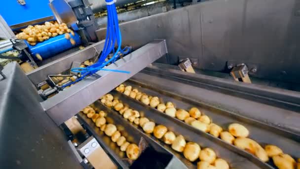 Des pommes de terre transformées creusées tombent sur le convoyeur — Video