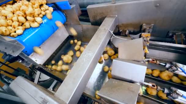 Aardappelen vallen in de metalen transport machine — Stockvideo