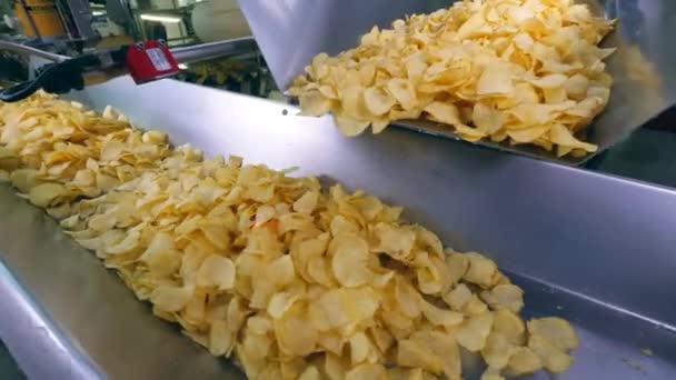 Färska chips får transporteras av industrimaskin — Stockvideo