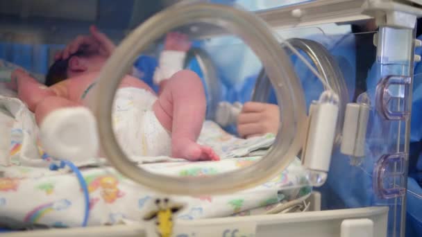 Una mujer acaricia a un bebé en la incubadora — Vídeo de stock