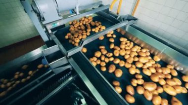 Mekanik konveyör kazılmış patatesleri taşıyor