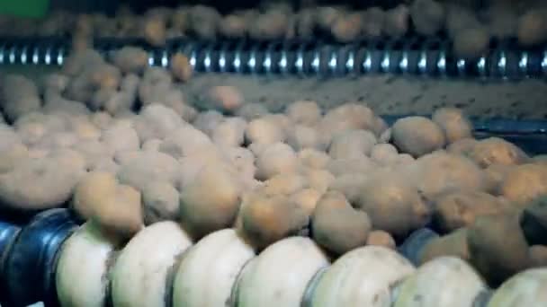 Convoyeur industriel et tubercules de pommes de terre se déplaçant le long — Video