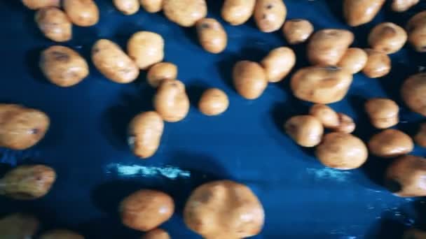 Vista dall'alto dei tuberi di patate lavati che si muovono lungo la cintura — Video Stock