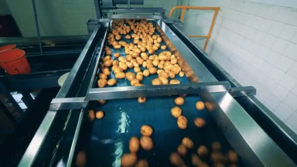 Industriële transporteur en aardappelen bewegen langs het — Stockvideo