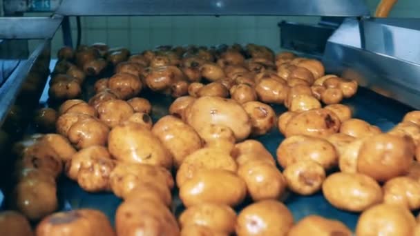 Wet potato tubers are falling from the conveyor — Stock Video