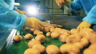 Taze patatesler yarıya indiriliyor.