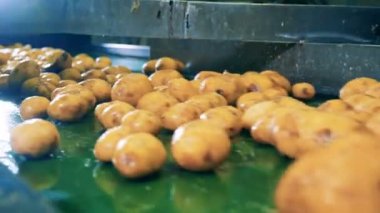 Konveyör boyunca hareket ederken patates yumrularının endüstriyel kesimi