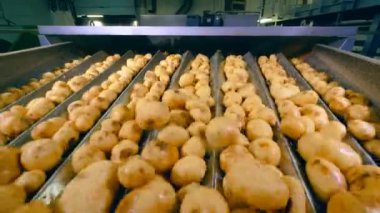 Temizlenmiş patates yumrular sallayarak ve taşıyıcı boyunca hareket ediyor