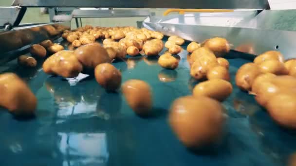 Заводское оборудование с движущимися клубнями картофеля — стоковое видео