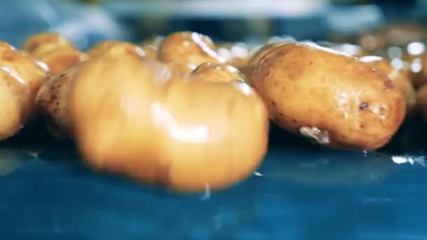 Gros plan des tubercules humides de pommes de terre sur la bande transporteuse — Video