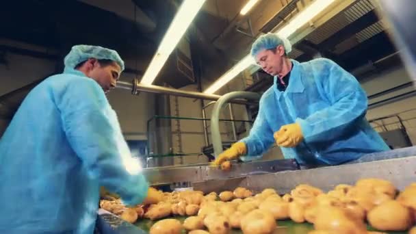 Fabrieksarbeiders snijden aardappelen in helften — Stockvideo