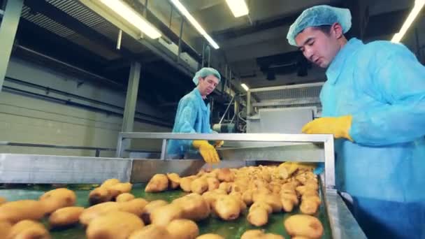 Mannelijke werknemers snijden aardappelen in helften — Stockvideo