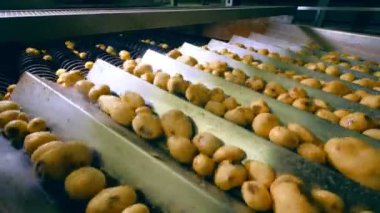 Fabrika mekanizması patates yumruları işliyor