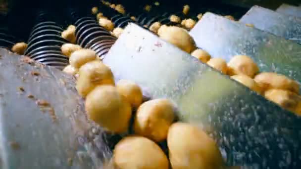ジャガイモの塊茎は切断機に向かって動いている — ストック動画