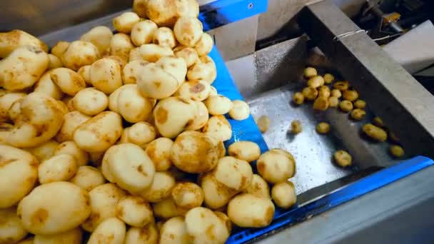 Процесс транспортировки очищенных клубней картофеля — стоковое видео
