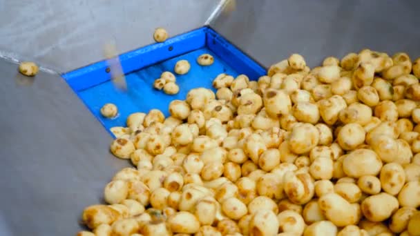 Verwerkte aardappelknollen vormen een stapel — Stockvideo