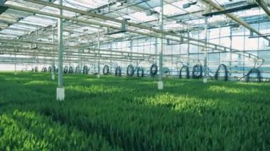 Yeşil bitkiler büyük bir sera içinde sırasıra büyür.