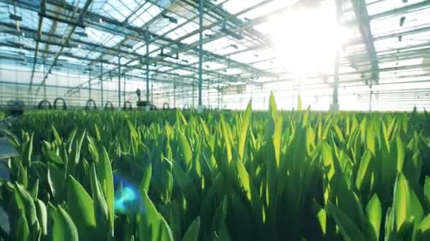 Los tulipanes crecen en lechos de flores en un gran invernadero . — Vídeo de stock