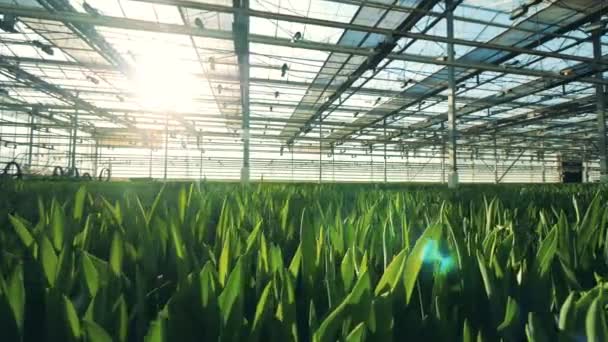 Fresh tulips in the ground, growing in a modern greenhouse. — Stock Video