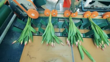 Serada modern bir konveyör üzerinde hareket eden pembe lale demetleri.