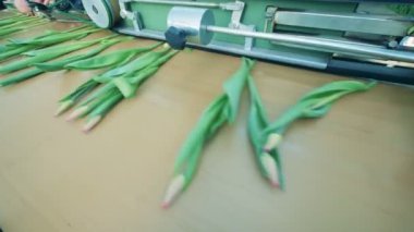 Kesme makinesi bir cam evde bir konveyör üzerinde lale ile çalışır.