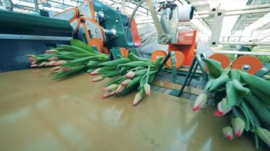 Modern konveyör demetler halinde pembe lale toplar onları taşır.