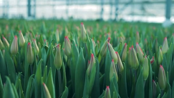 Cabezas de tulipán frescas, plantas en crecimiento en un invernadero . — Vídeo de stock