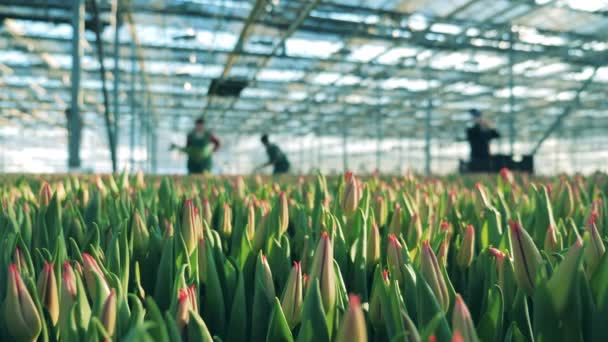 Gardeners work with tulip flowers in a modern glasshouse. — Stock Video