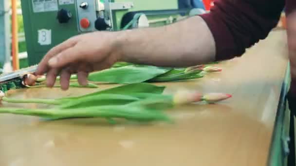 Los trabajadores ponen tulipanes en un transportador de corte en un invernadero . — Vídeo de stock