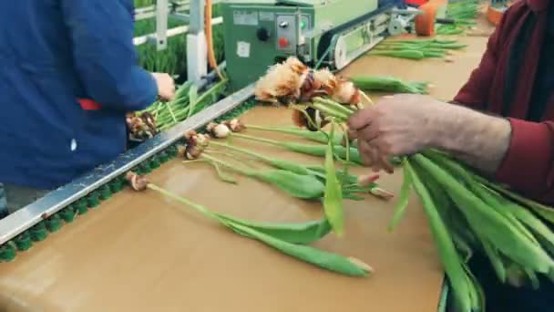 Tuinders plaatsen tulpen bloemen op een moderne transporteur om bollen te snijden. — Stockvideo