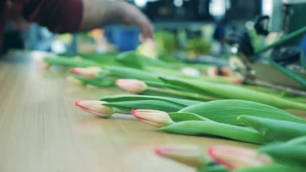 Różowe tulipany poruszające się na przenośniku z maszyną tnącą w szklarni. — Wideo stockowe