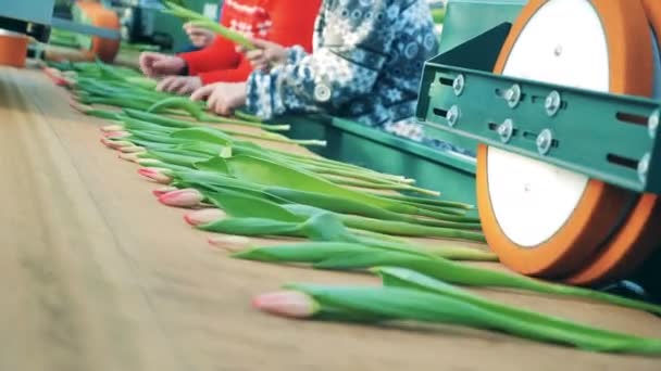 Los tulipanes se mueven en una línea con la máquina rodante mientras los trabajadores los recogen . — Vídeos de Stock