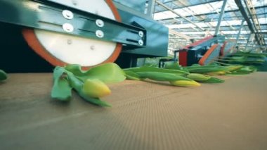 Sarı laleler, ampul kesiminden sonra bir sera taşıyıcısında hareket eder.