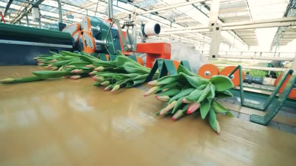 Växthus utrustning flyttar insamlade klasar av tulpaner. — Stockvideo