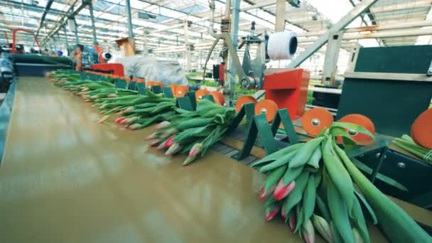 Muchos ramos de tulipanes rosados se movían en el transportador automatizado en un greehouse . — Vídeo de stock