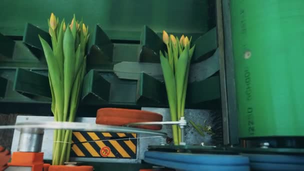 Žluté tulipány sbírající se do kyticí na pohyblivém dopravníku. — Stock video