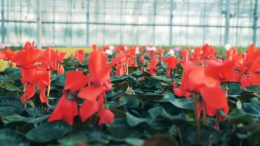 Kırmızı siklamen büyük bir cam evde bir toprakta büyüyen.