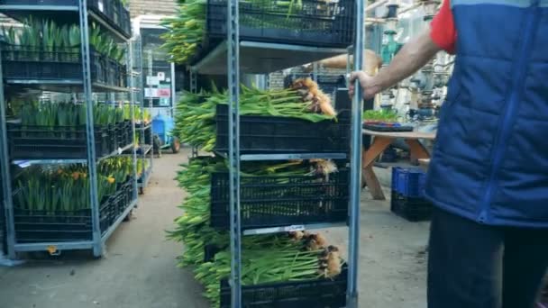 Um homem puxa um rack com buquês de tulipas em caixas . — Vídeo de Stock
