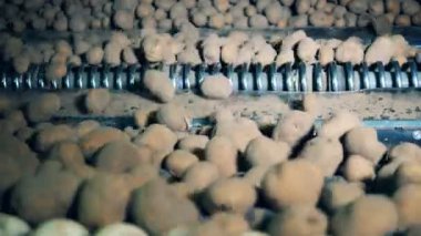 Endüstriyel ekipmanlar kirli kazılmış patatesleri yerdeğiştiriyor 