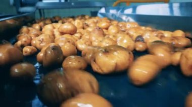 Fabrika konveyörü yıkanmış patates taşıyor