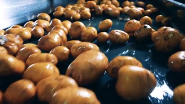 洗浄されたジャガイモ塊茎は、コンベアに沿って移動しています — ストック動画
